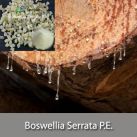 Boswellia Serrata P.E. 