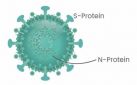 Recombinant 2019-nCoV Nucleocapsid Protein (full length)
