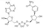 β-Diphosphopyridine nucleotide(Coenzyme I solution)